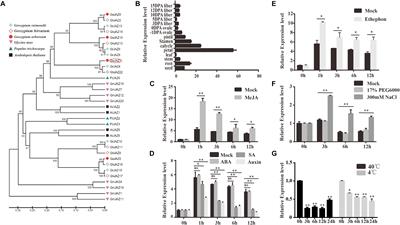 Gossypium hirsutum Salt Tolerance Is Enhanced by Overexpression of G. arboreum JAZ1